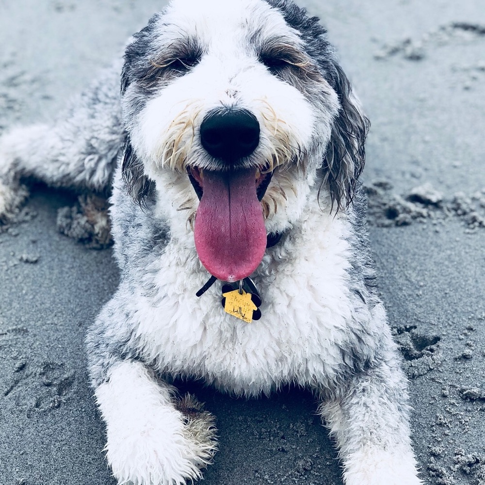 Meet your Posher, Alexis